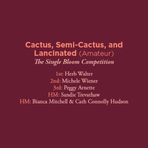 Cactus Semi Cactus and Lancinated Amateur